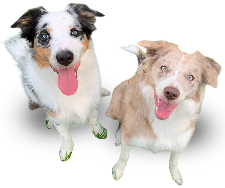Best-Pet-Waste-Removal-Company